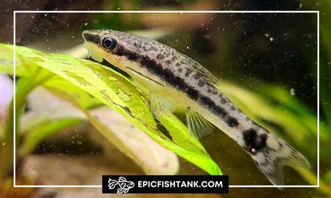 Otocinclus Catfish Care: Complete Guide to Algae .